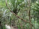 Rainforest near Cape Tribulation: Apparently the Daintree forest is 135 million years old - the oldest on the globe
